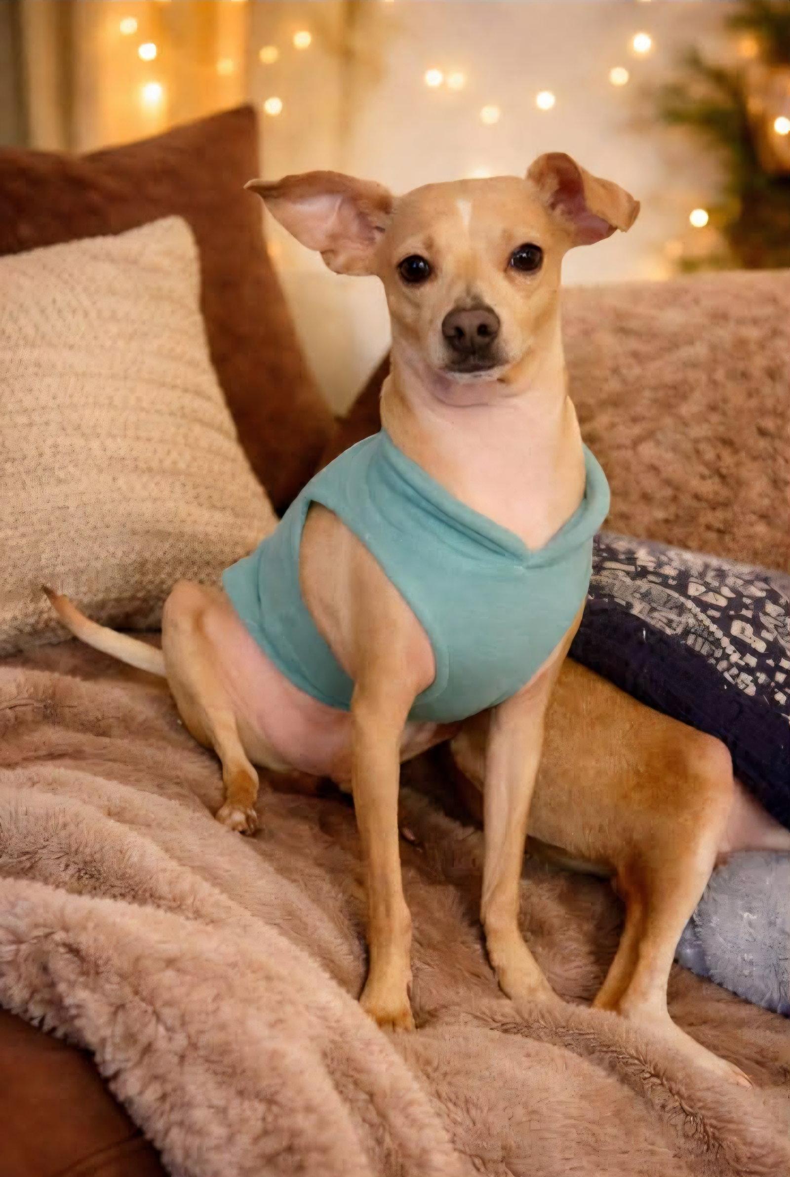Enlarge Hudson, a Adoptable Miniature Pinscher in Escondido, CA image 2/3