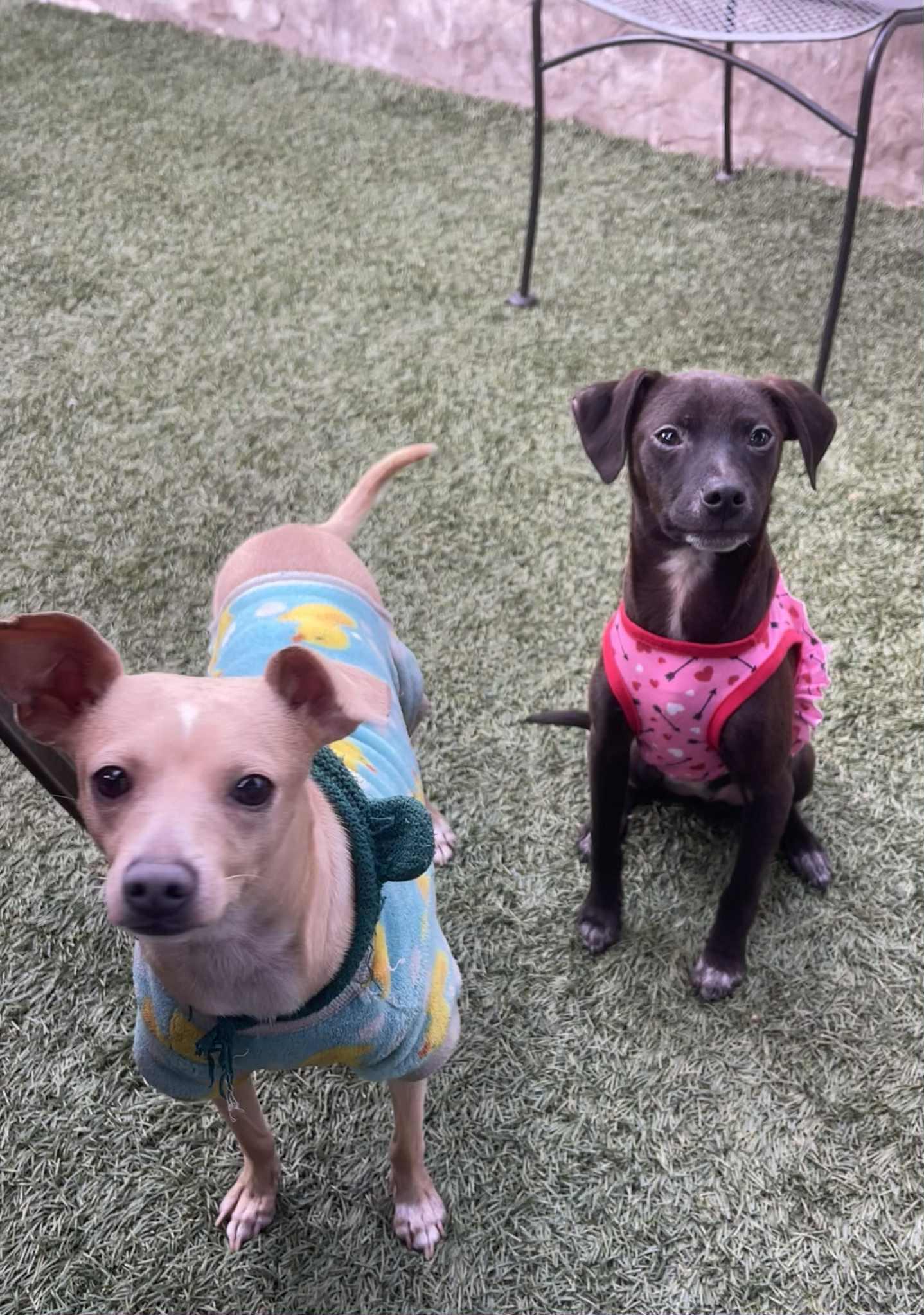 Enlarge Hudson, a Adoptable Miniature Pinscher in Escondido, CA image 3/3