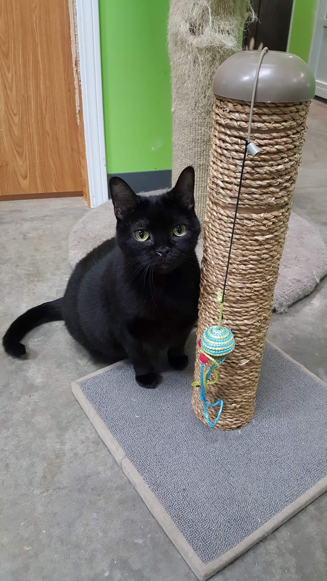 Rotini, Adoptable, Adult Female Domestic Short Hair.