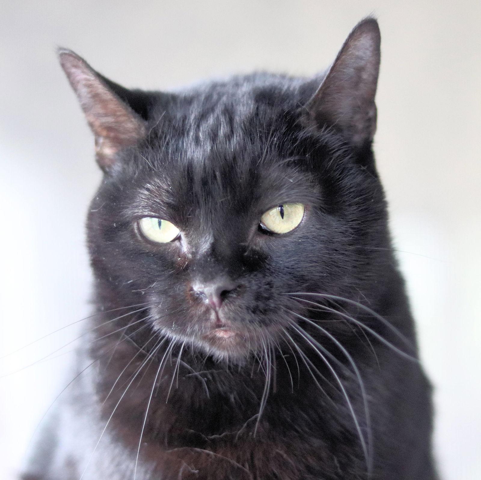 Rotini, a Adoptable Domestic Short Hair in Estherville, IA image 3/6