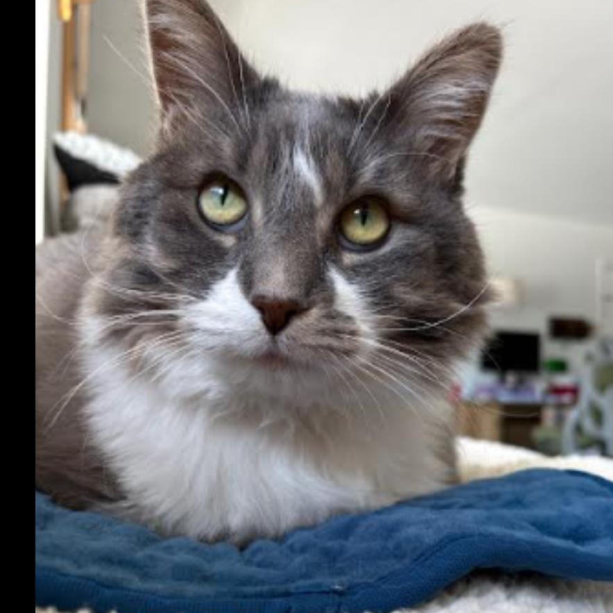 Ana, Adoptable, Senior Female Norwegian Forest Cat & Maine Coon.