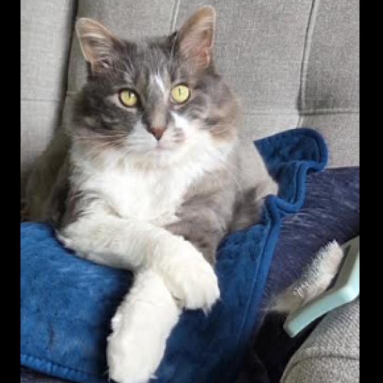 Enlarge Ana, a Adoptable mixed breed in Ferndale, MI image 2/6