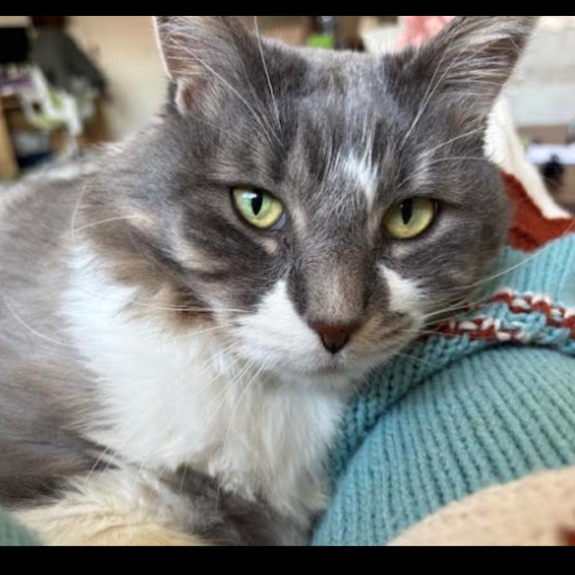 Enlarge Ana, a Adoptable mixed breed in Ferndale, MI image 3/6