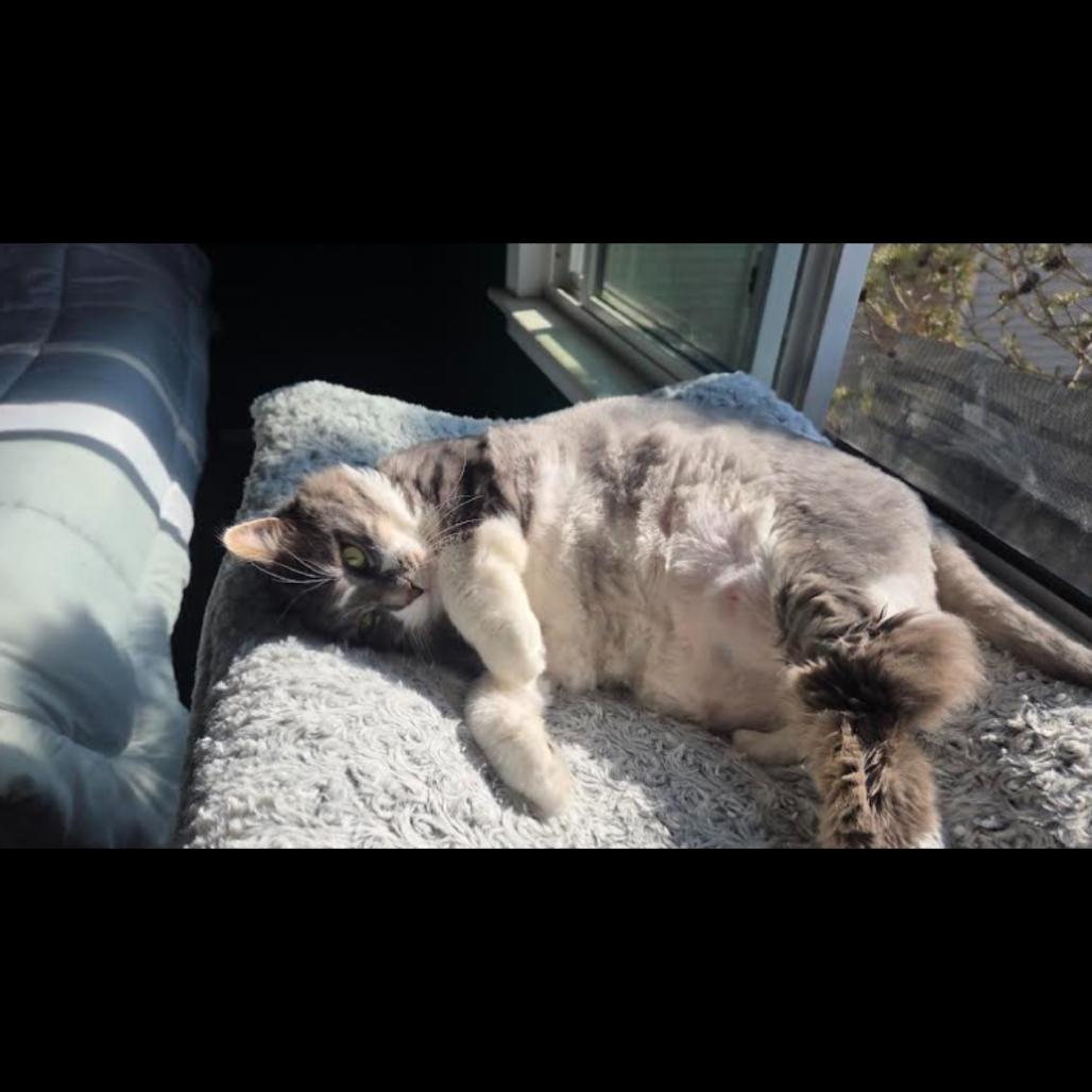 Enlarge Ana, a Adoptable mixed breed in Ferndale, MI image 4/6