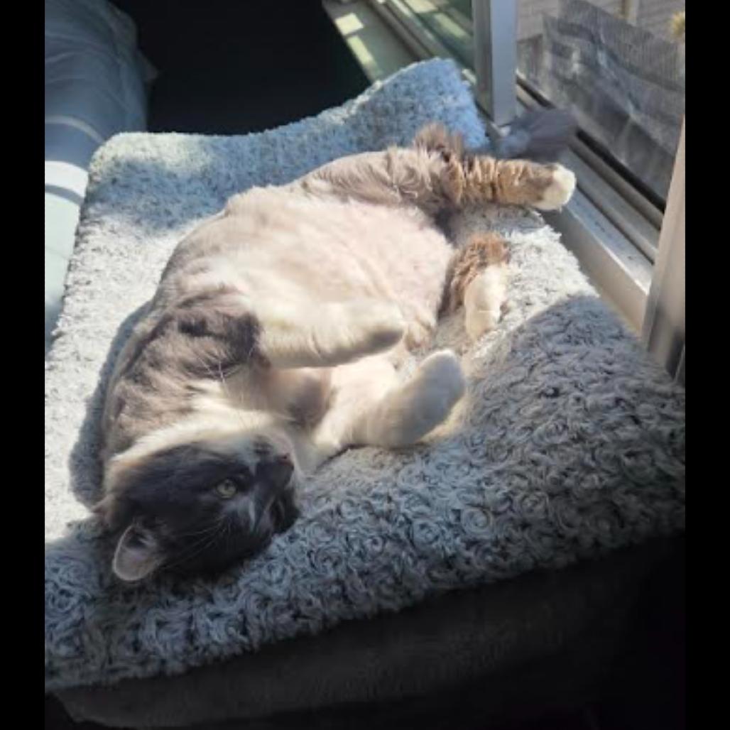 Enlarge Ana, a Adoptable mixed breed in Ferndale, MI image 5/6