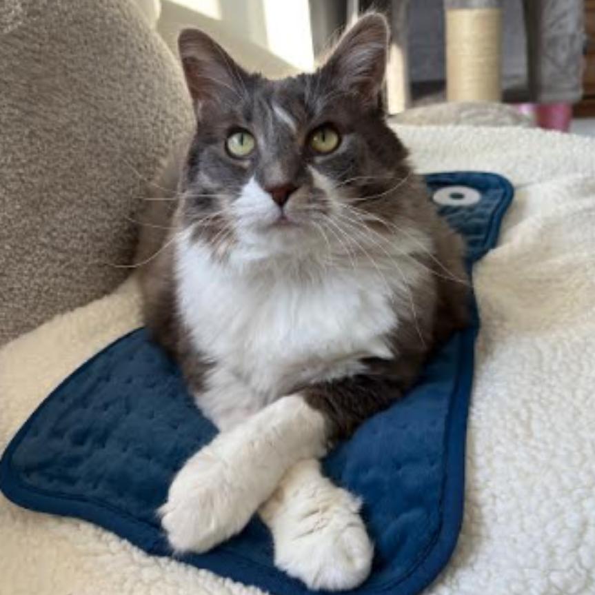 Enlarge Ana, a Adoptable mixed breed in Ferndale, MI image 6/6