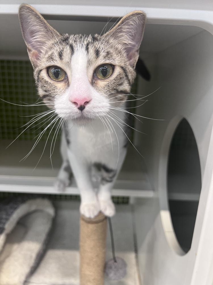 Enlarge Brio, a Adoptable Domestic Short Hair in Blanchard, OK image 2/5