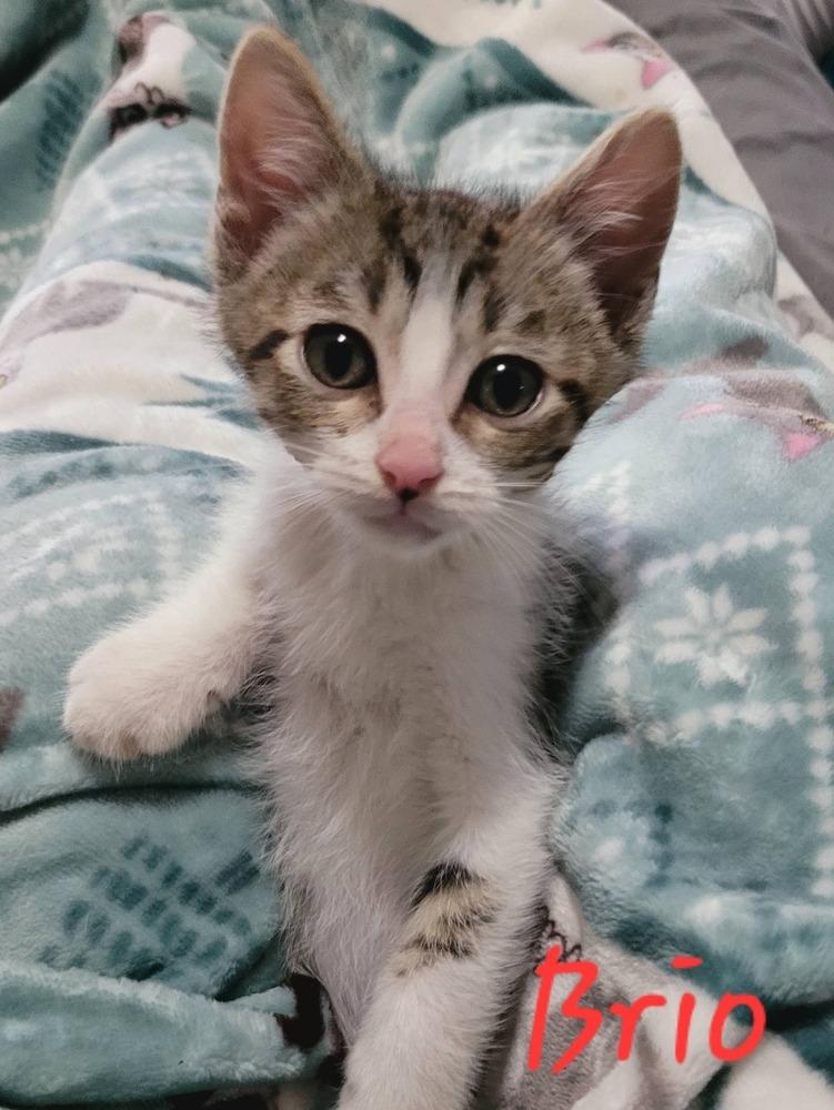 Brio, Adoptable, Kitten Male Domestic Short Hair.