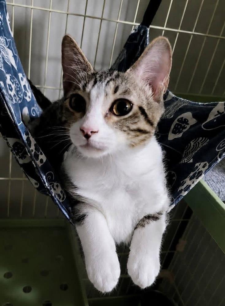 Brio, a Adoptable Domestic Short Hair in Blanchard, OK image 3/3
