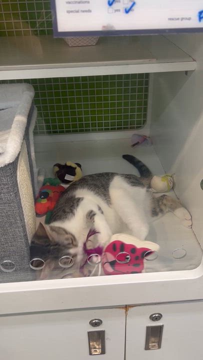 Enlarge Brio, a Adoptable Domestic Short Hair in Blanchard, OK video 5/5
