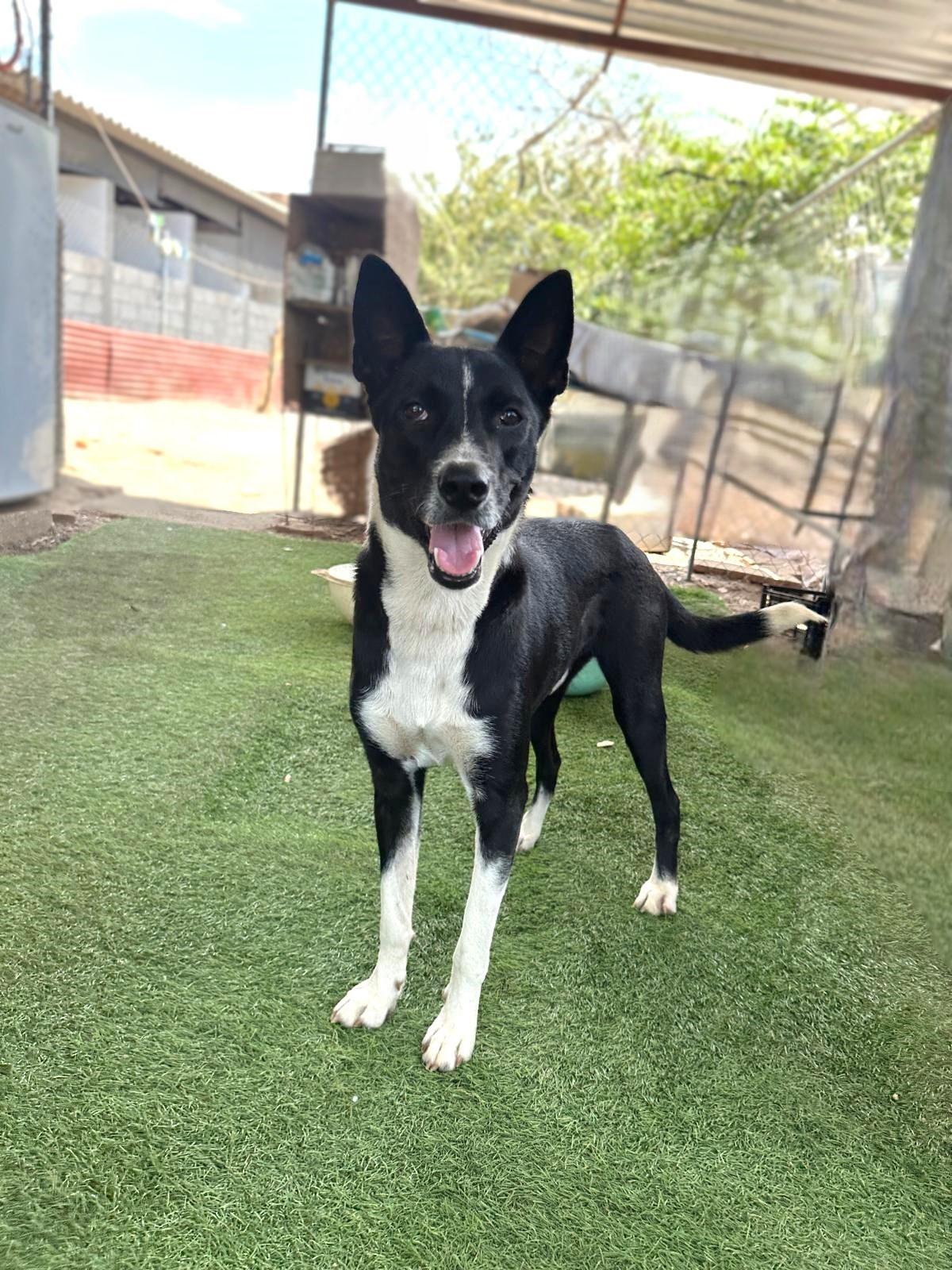 Enlarge Raffi, a Adoptable mixed breed in San Diego, CA image 4/6