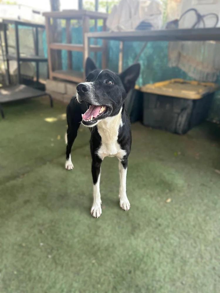 Enlarge Raffi, a Adoptable mixed breed in San Diego, CA image 5/6