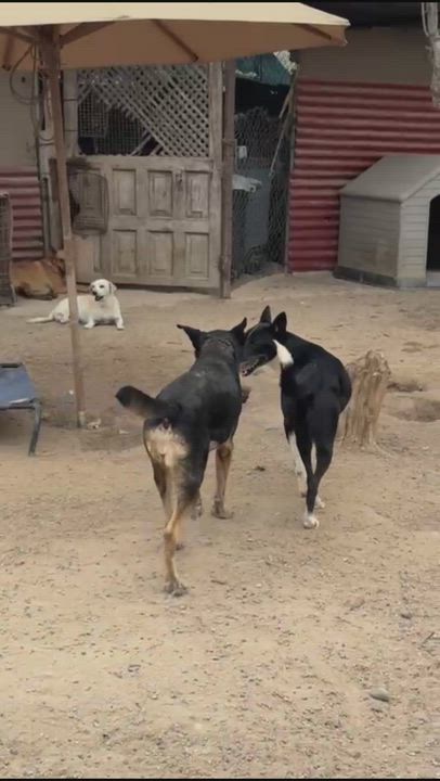 Enlarge Raffi, a Adoptable mixed breed in San Diego, CA video 2/6
