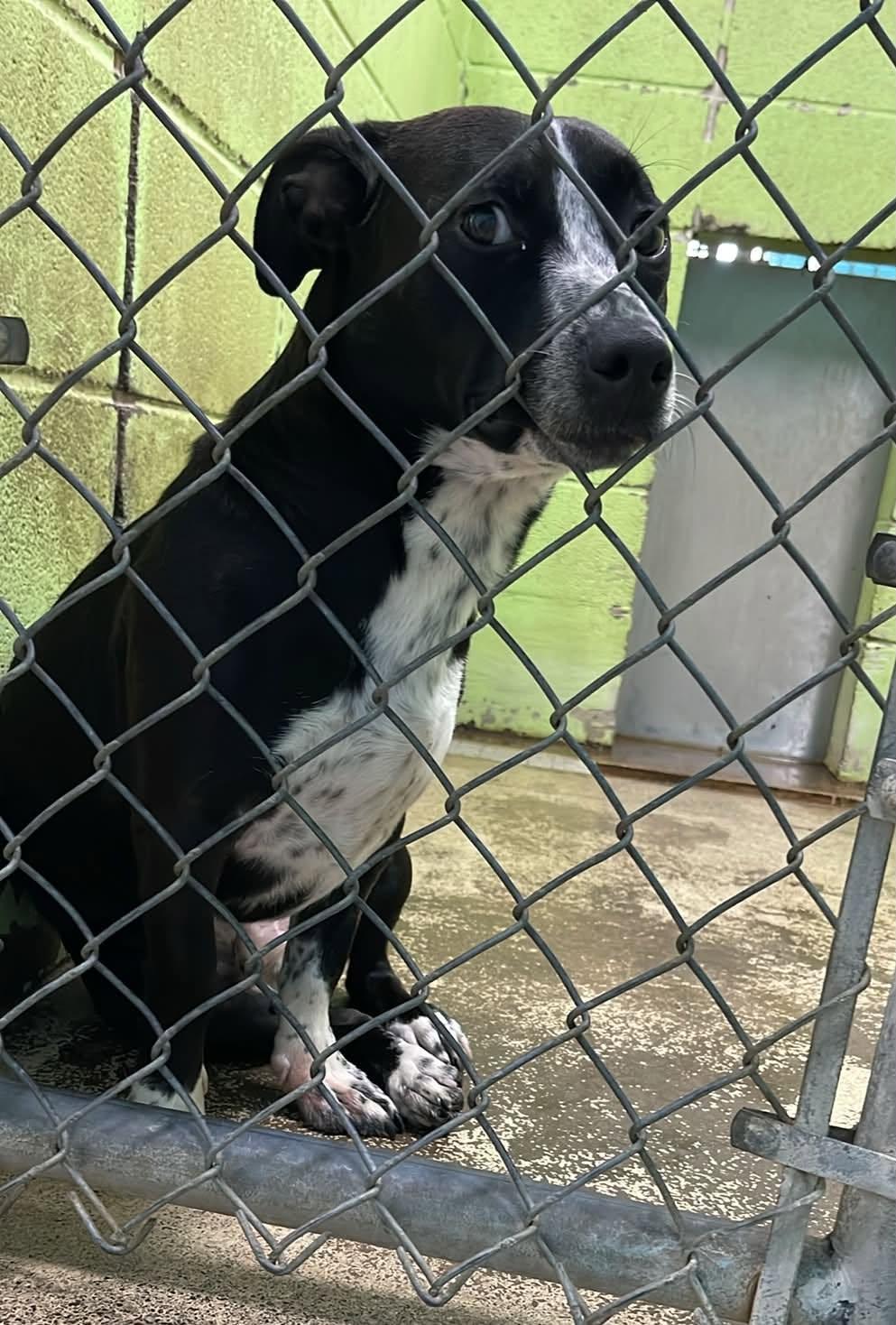 Enlarge Santino, an adopted Terrier in Fort Payne, AL image 1/1