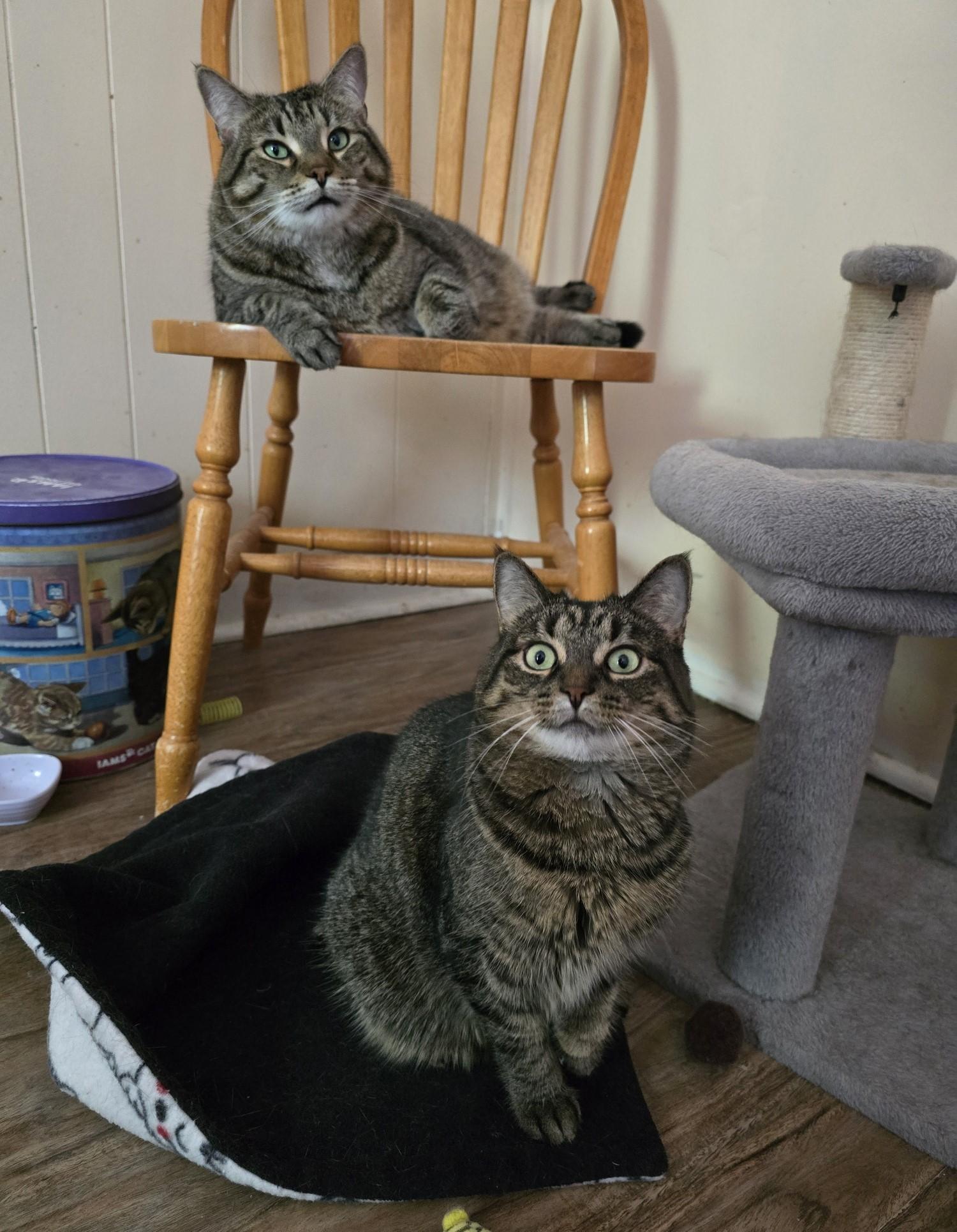 Chewy and Shrimp 4