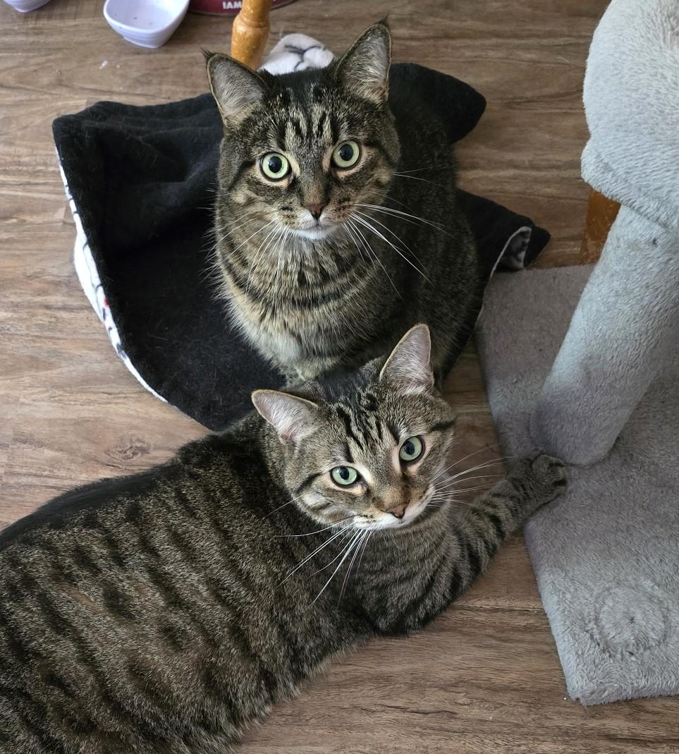 Chewy and Shrimp 2