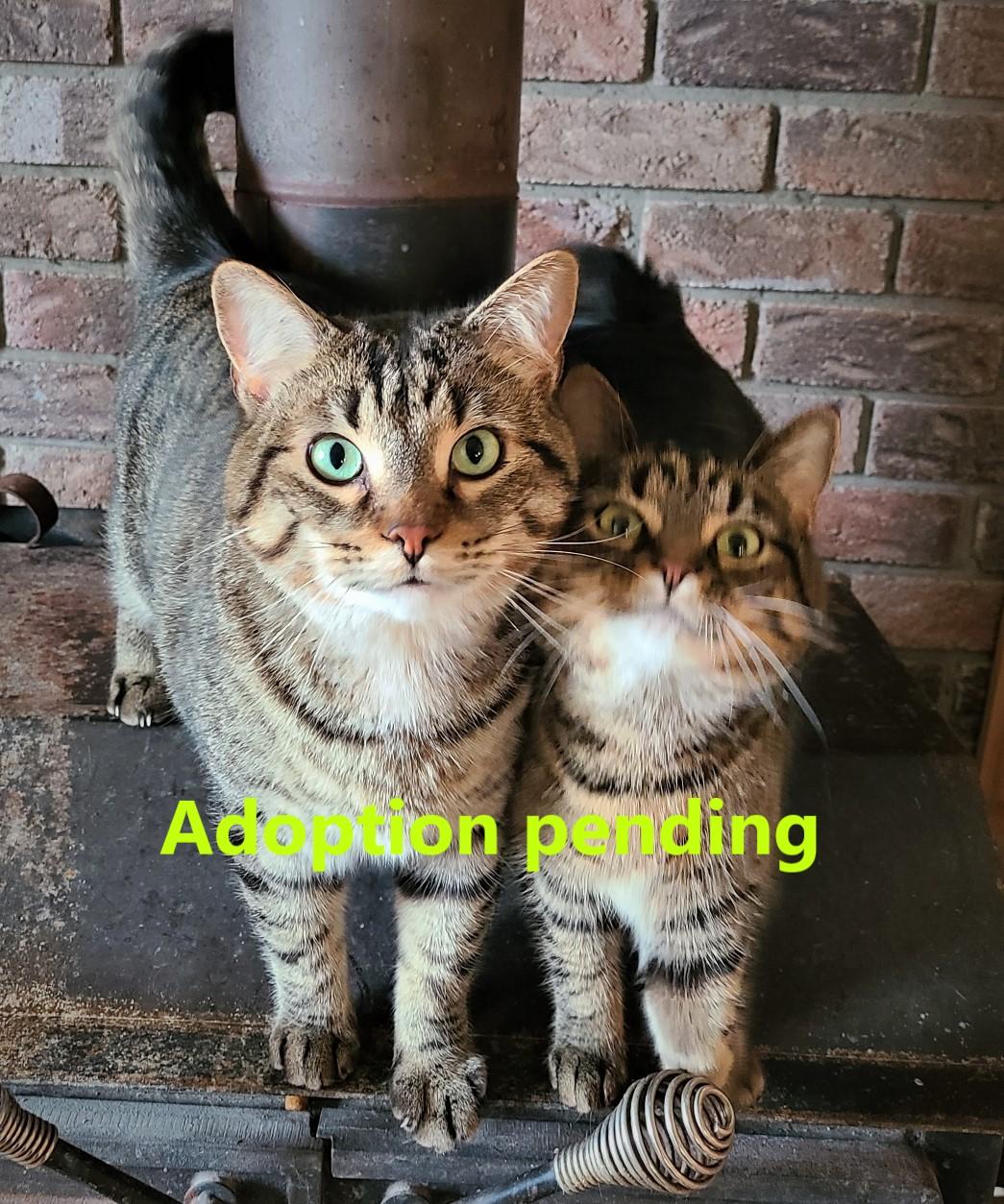 Chewy and Shrimp