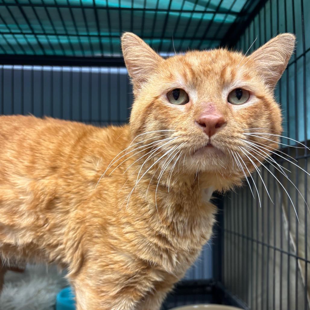 Diesel — thumbnail 2