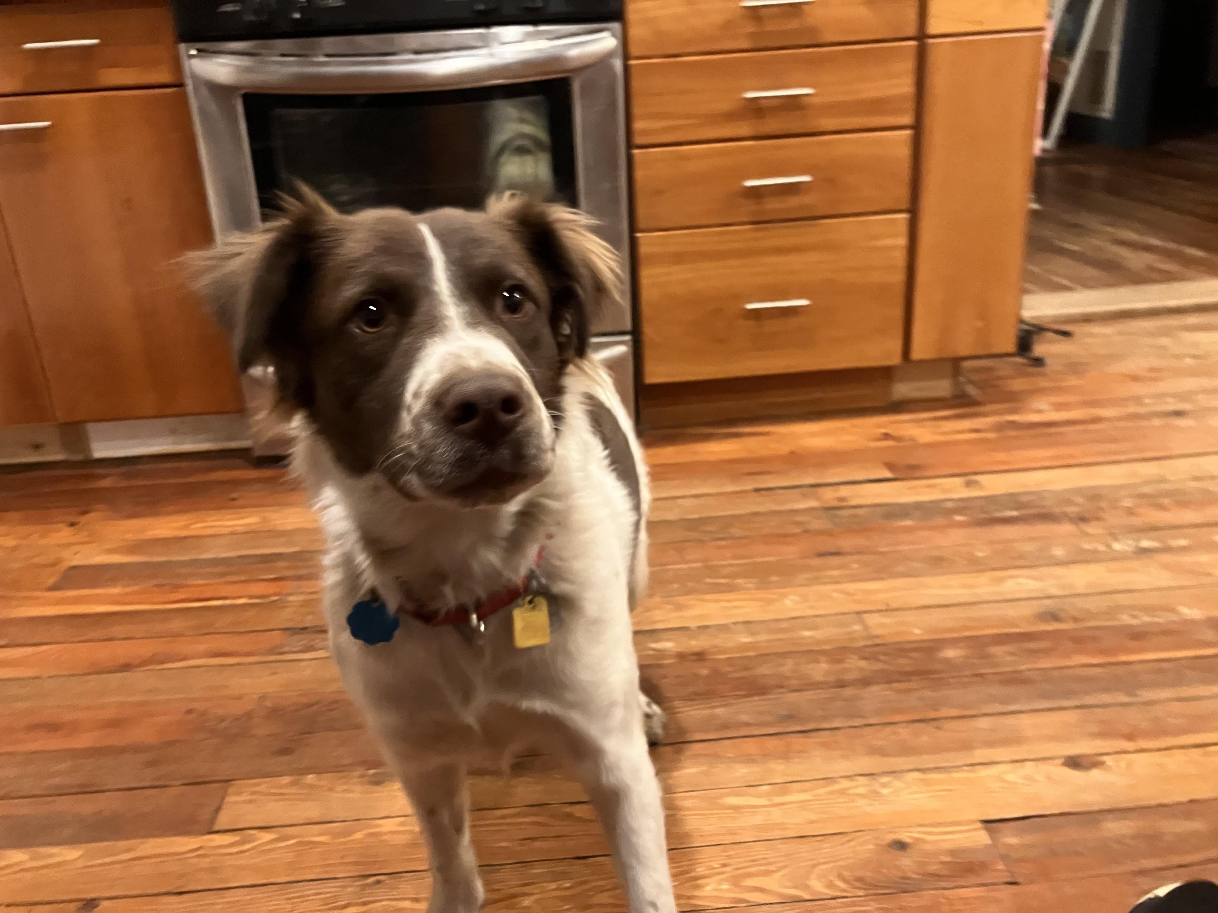 Daisy, a Adoptable mixed breed in Marion, MA image 1/6