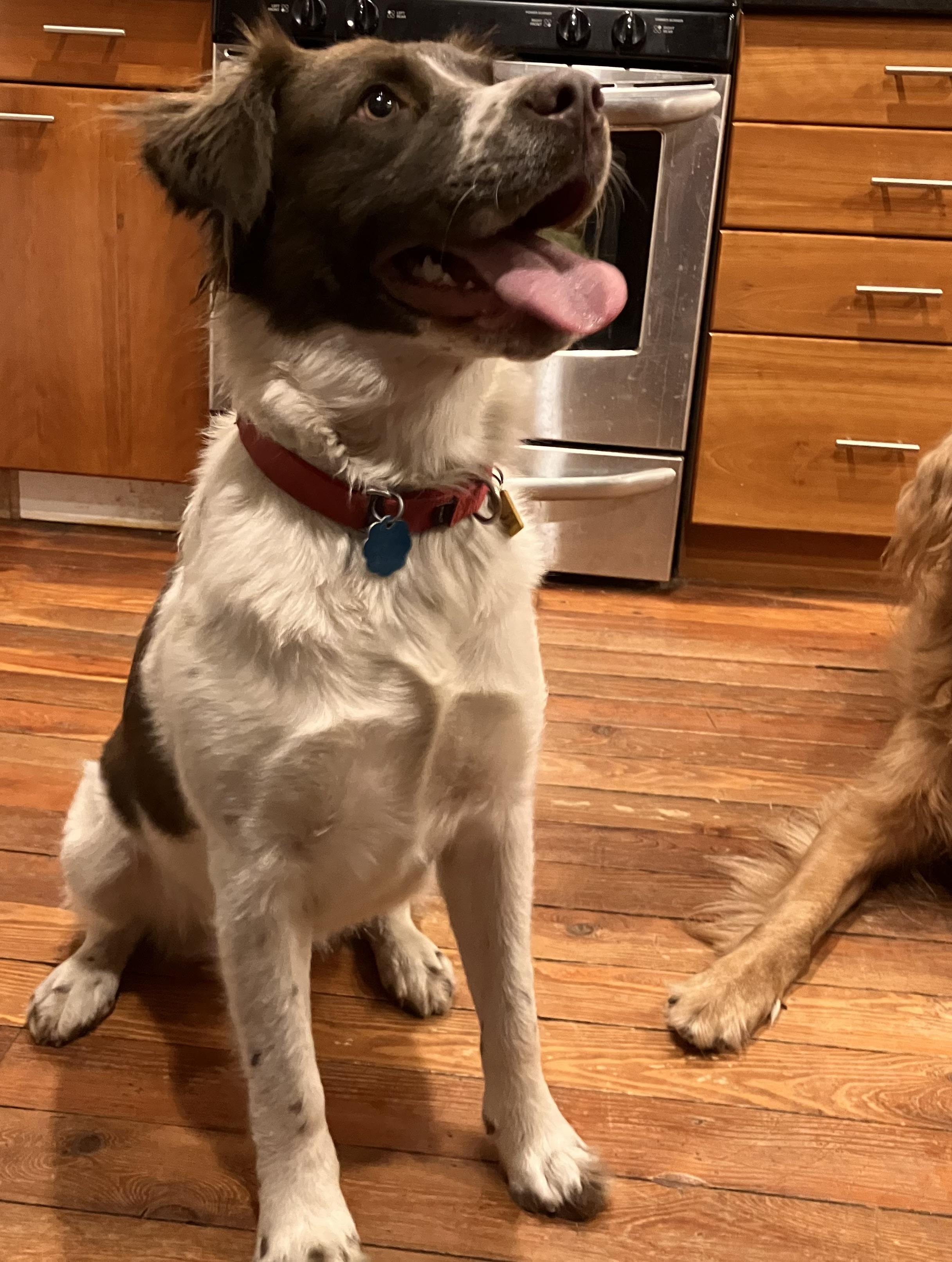 Daisy, a Adoptable mixed breed in Marion, MA image 3/6