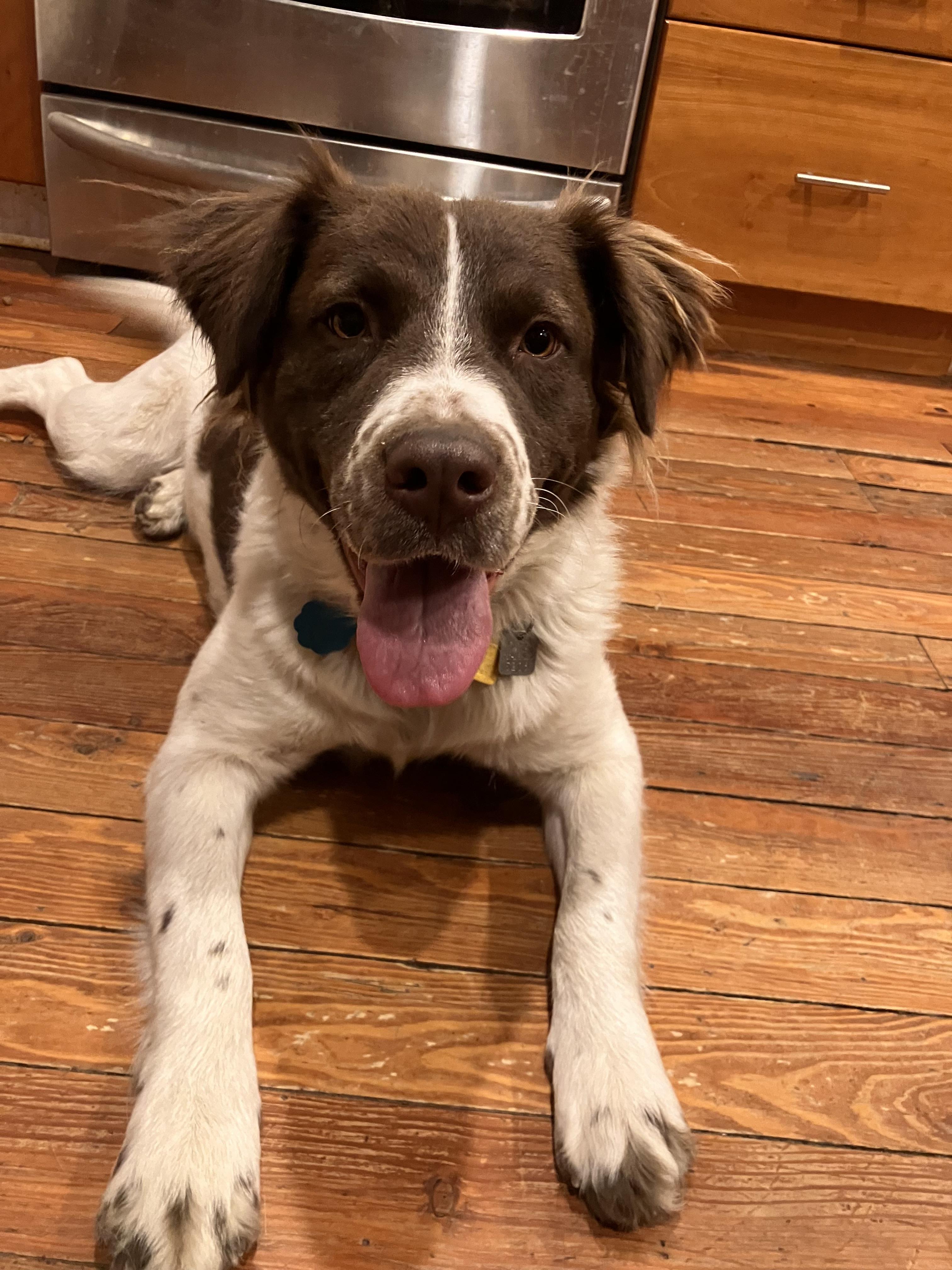 Daisy, a Adoptable mixed breed in Marion, MA image 4/6