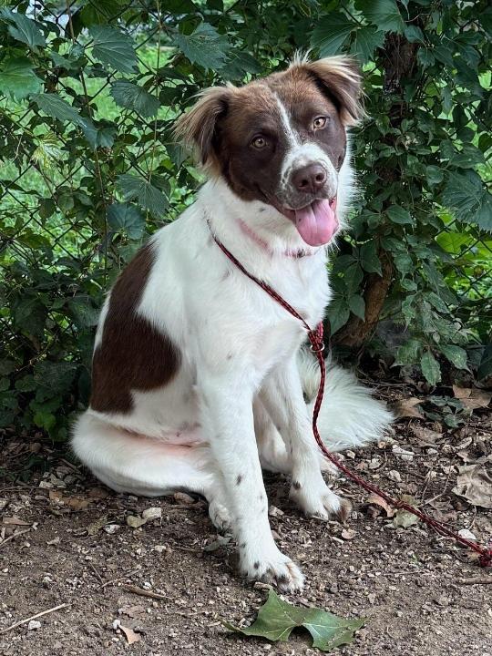 Daisy, a Adoptable mixed breed in Marion, MA image 5/6