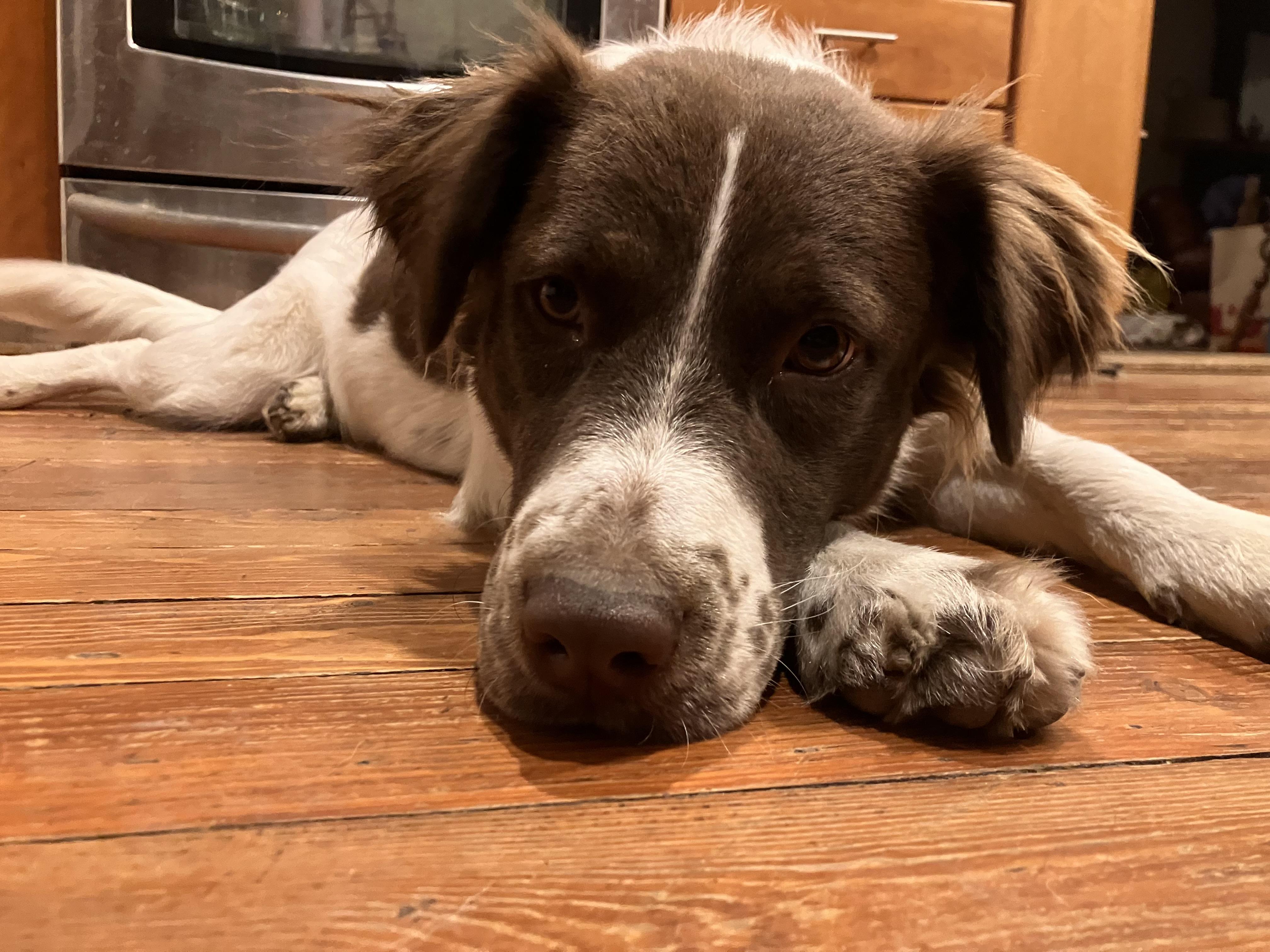 Daisy, a Adoptable mixed breed in Marion, MA image 6/6