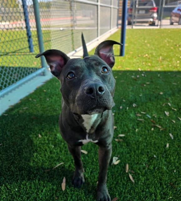 GRACE, Adoptable, Adult Female Pit Bull Terrier.