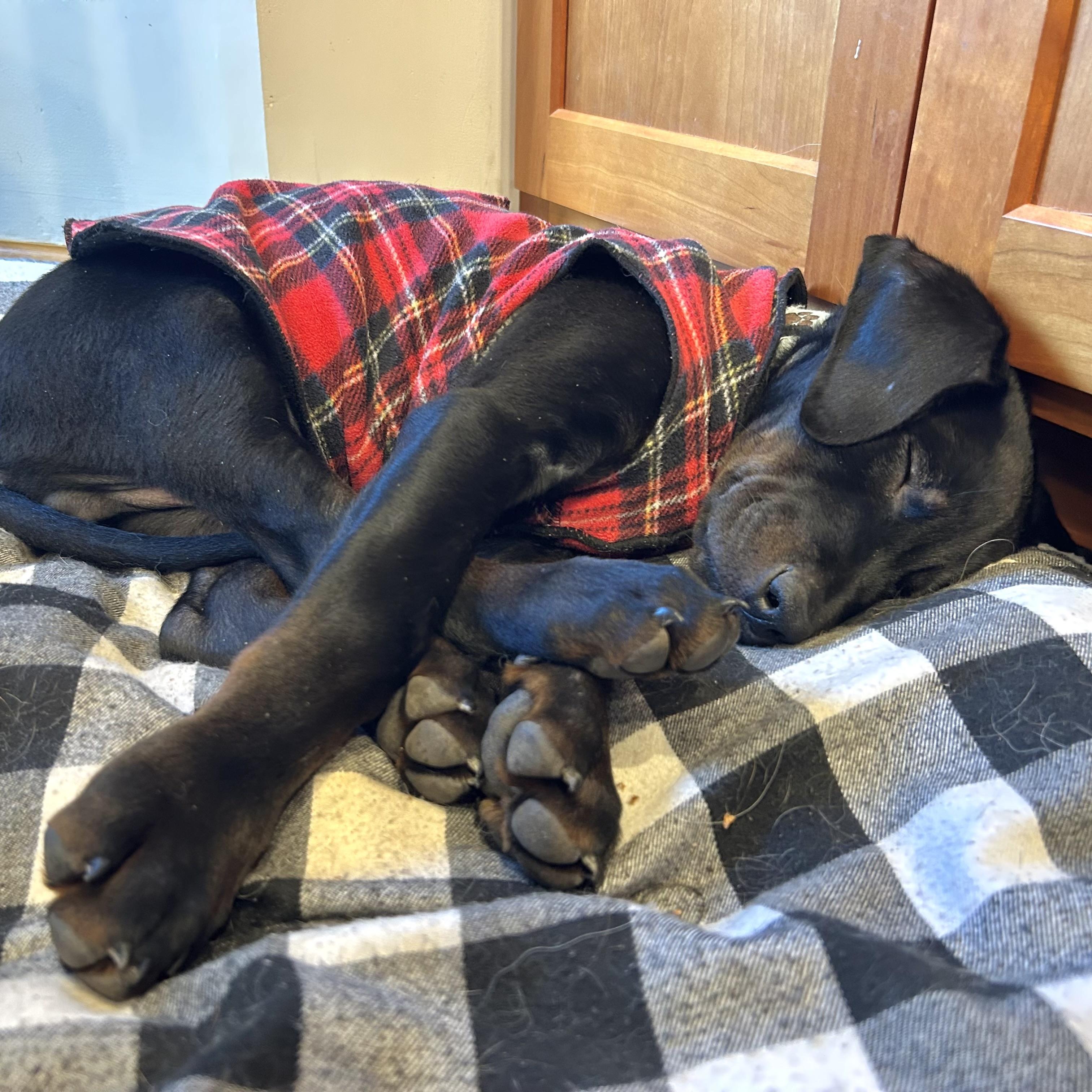 Enlarge Diesel, a ADOPTABLE mixed breed in Prior Lake, MN image 4/6