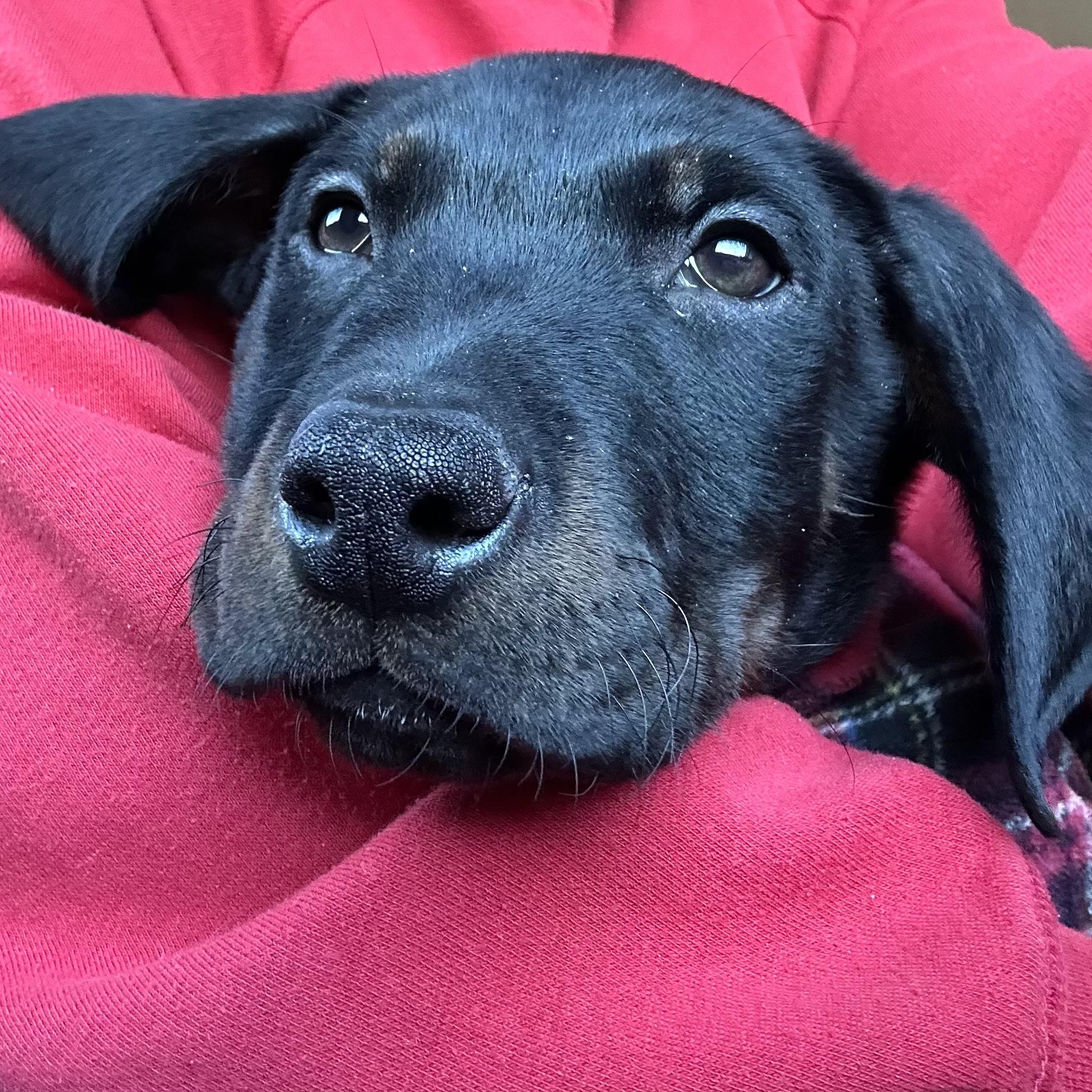 Enlarge Diesel, a ADOPTABLE mixed breed in Prior Lake, MN image 3/6