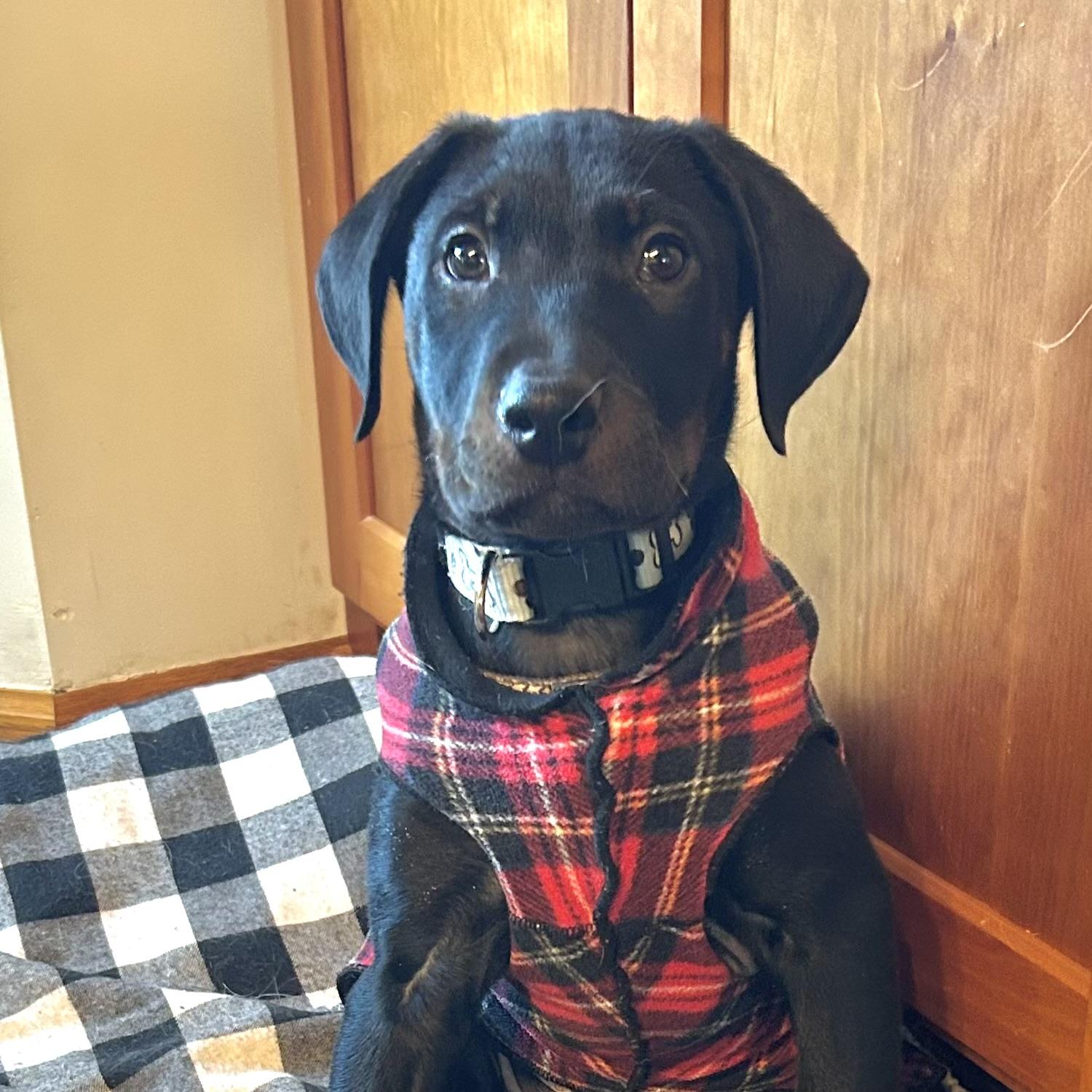 Enlarge Diesel, a ADOPTABLE mixed breed in Prior Lake, MN image 1/6