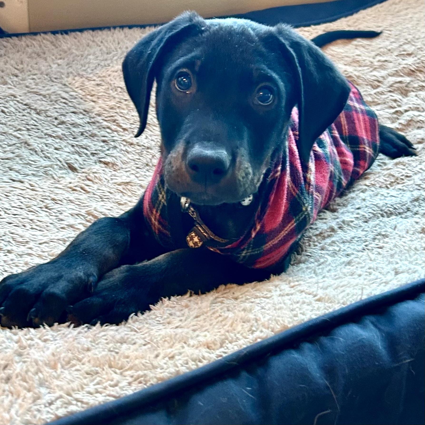 Enlarge Diesel, a ADOPTABLE mixed breed in Prior Lake, MN image 5/6