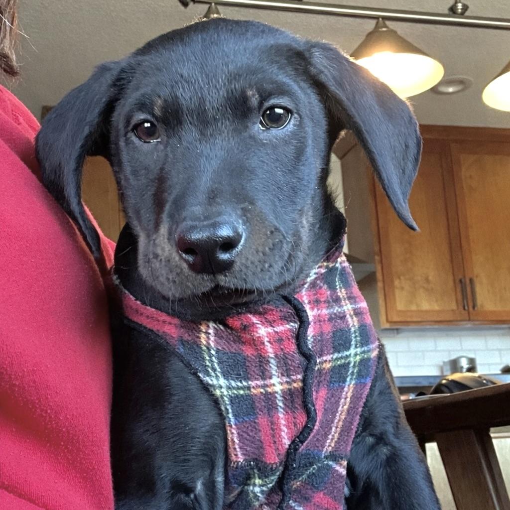 Enlarge Diesel, a ADOPTABLE mixed breed in Prior Lake, MN image 2/6