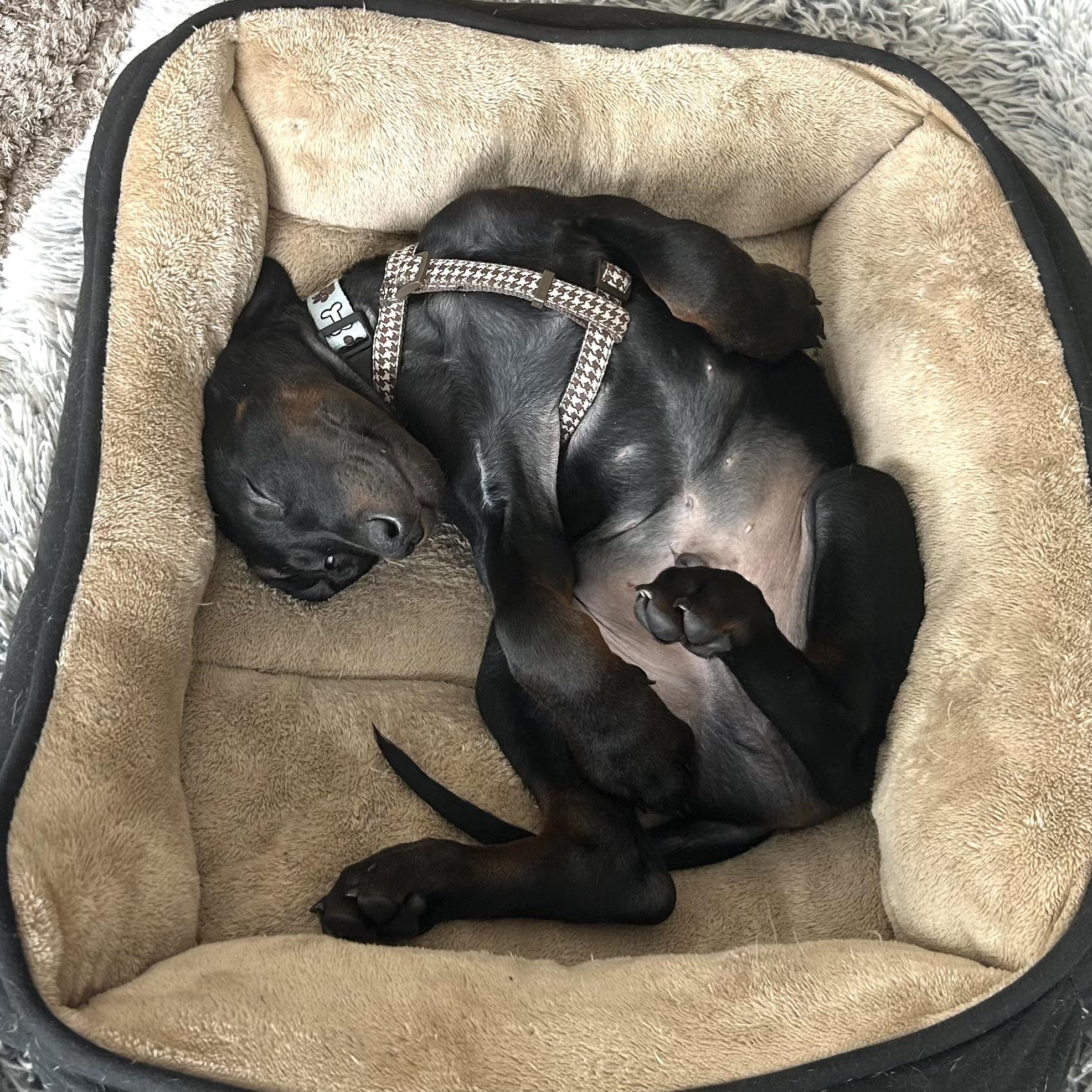 Enlarge Diesel, a ADOPTABLE mixed breed in Prior Lake, MN image 6/6