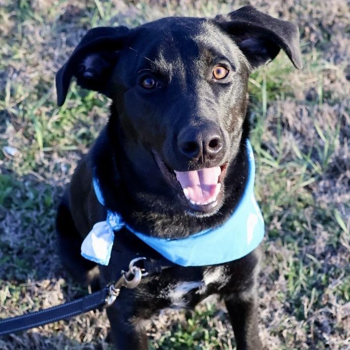 Gattlyn P4P, Adoptable, Young Male Mixed Breed.