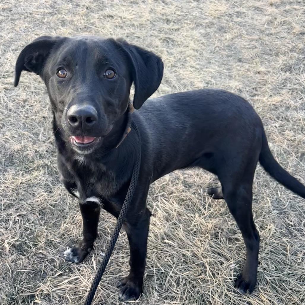 Gattlyn P4P, Adoptable, Young Male Mixed Breed.