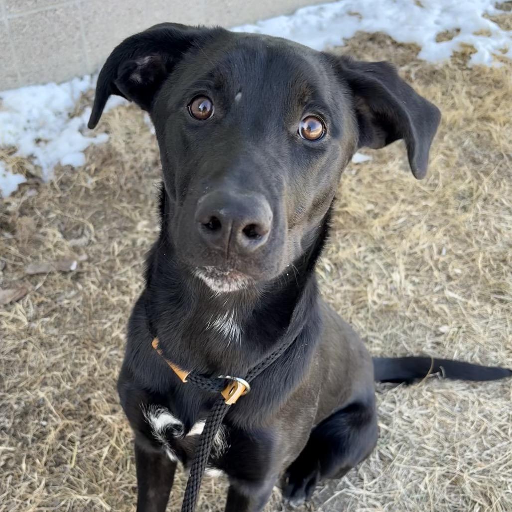 Enlarge Gattlyn P4P, a Adoptable Mixed Breed in St Joseph, MO image 2/3