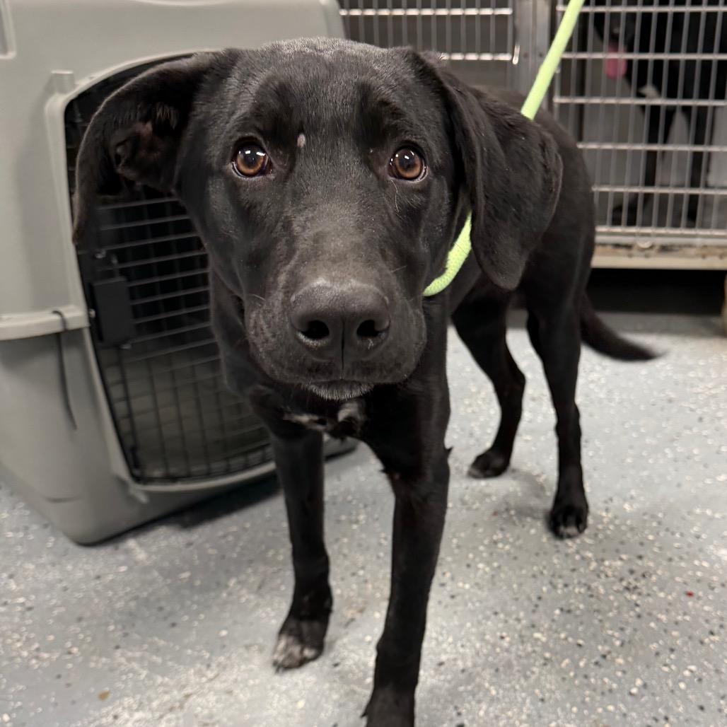 Enlarge Gattlyn P4P, a Adoptable Mixed Breed in St Joseph, MO image 3/3