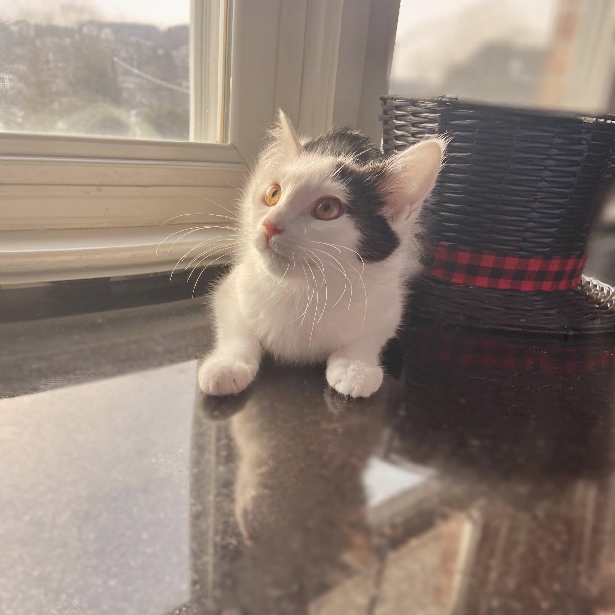 Nick, ADOPTABLE, Kitten Male Domestic Short Hair.