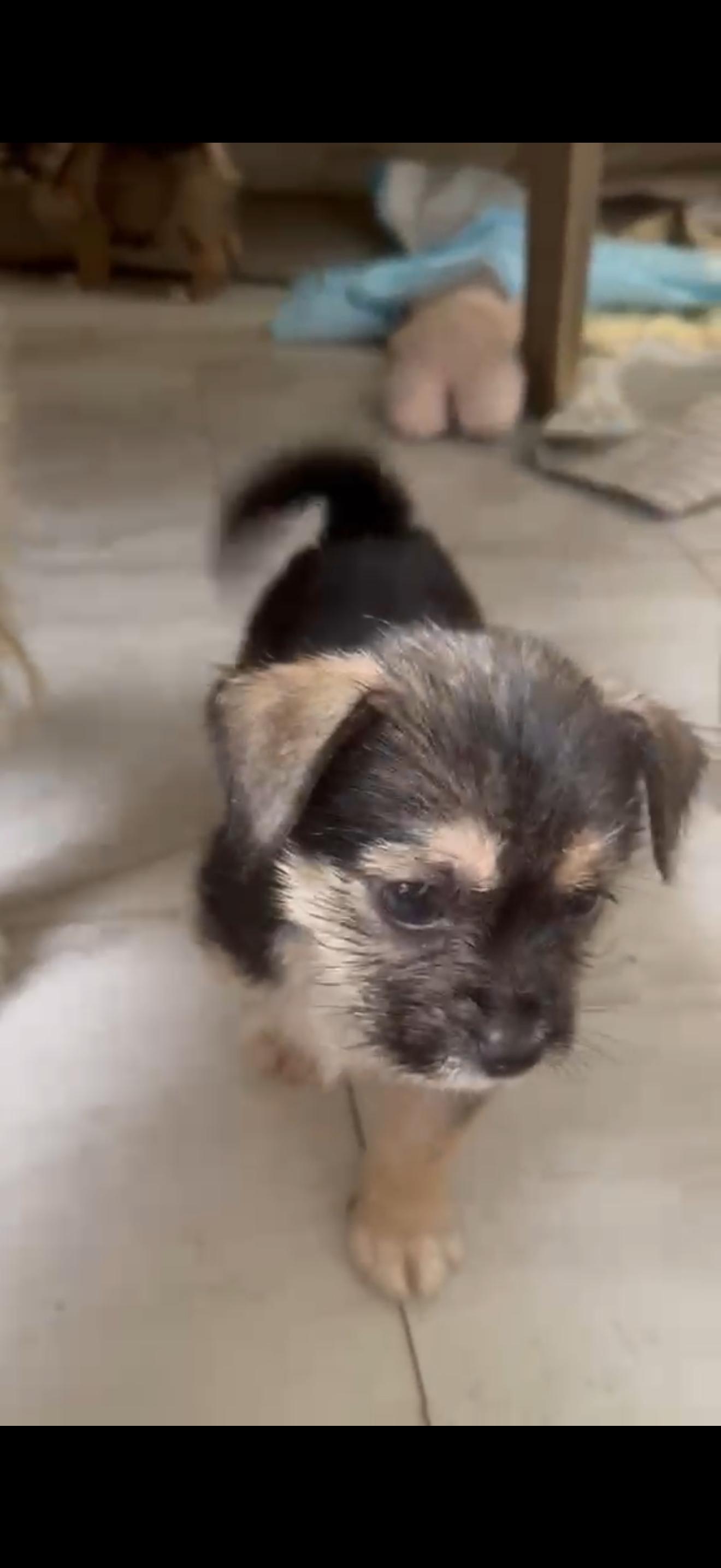 Enlarge Elena, a Adoptable mixed breed in New York , NY image 5/6