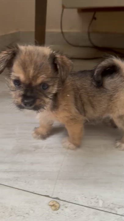 Enlarge Elena, a Adoptable mixed breed in New York , NY video 6/6