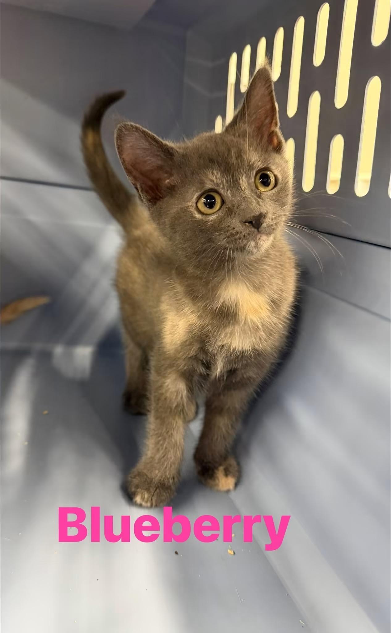 Blueberry, Adopted, Young Female Domestic Short Hair.