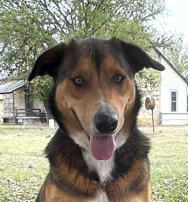 CindyLou, an adopted mixed breed in Boerne, TX image 1/6