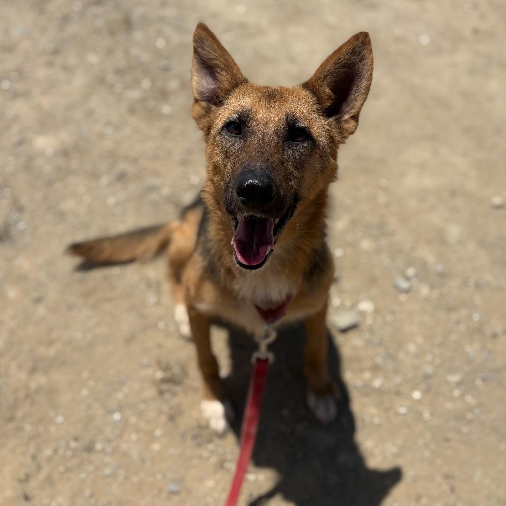 Kendra, a Adoptable mixed breed in Ione, CA image 1/4