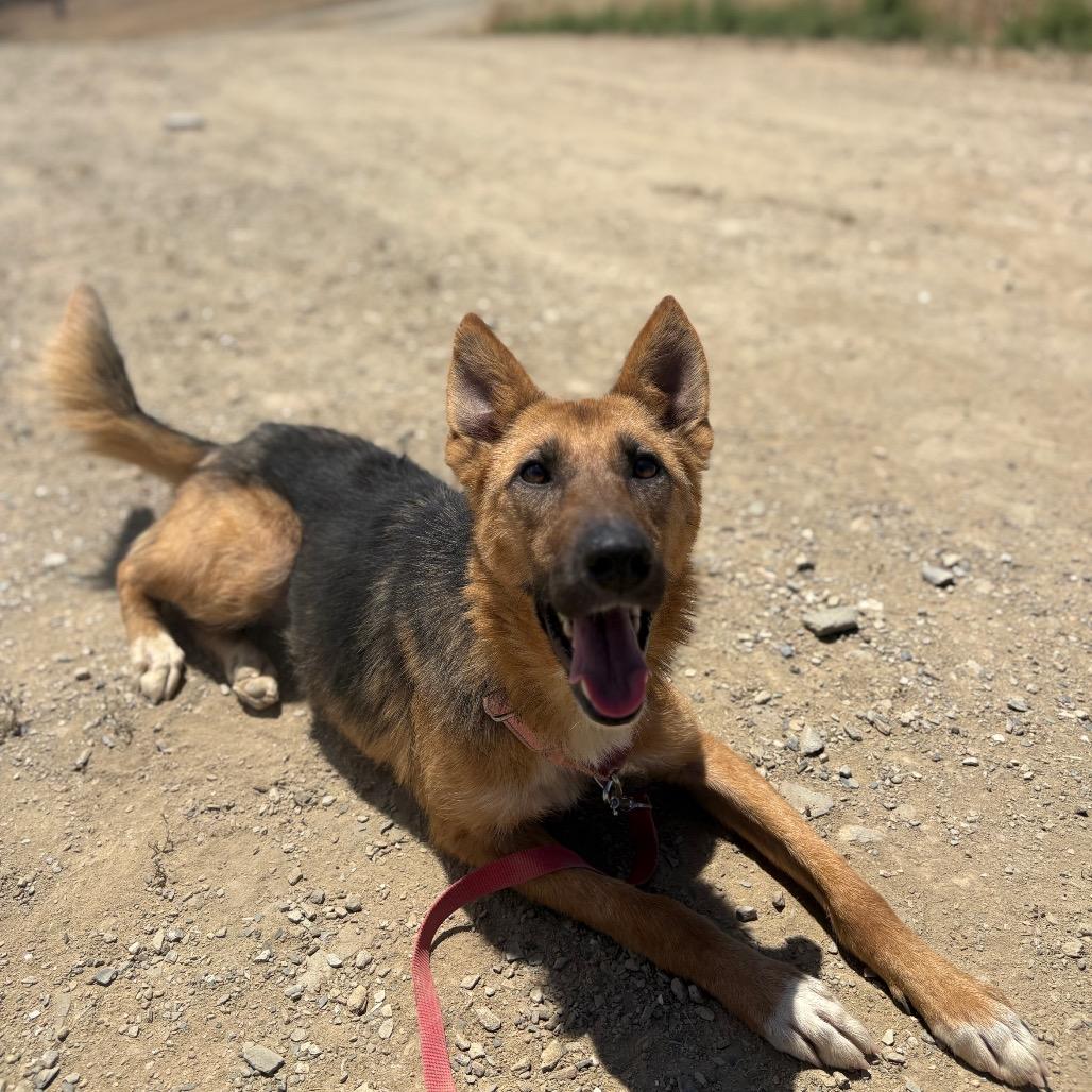 Kendra, a Adoptable mixed breed in Ione, CA image 2/4