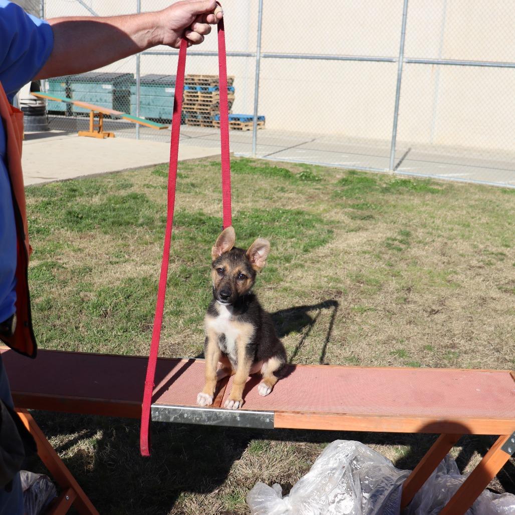 Kendra, Adoptable, Young Female Shepherd.