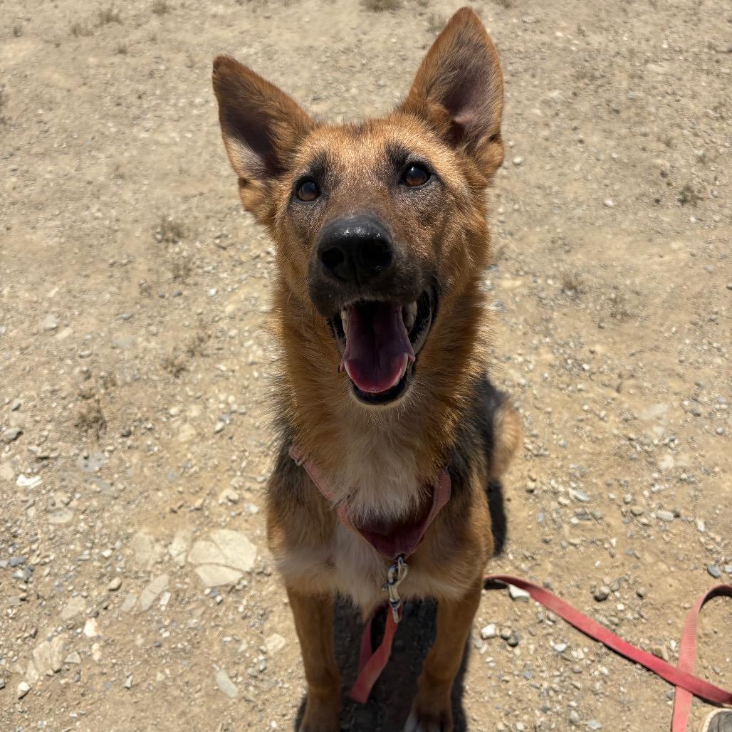 Kendra, a Adoptable mixed breed in Ione, CA image 4/4