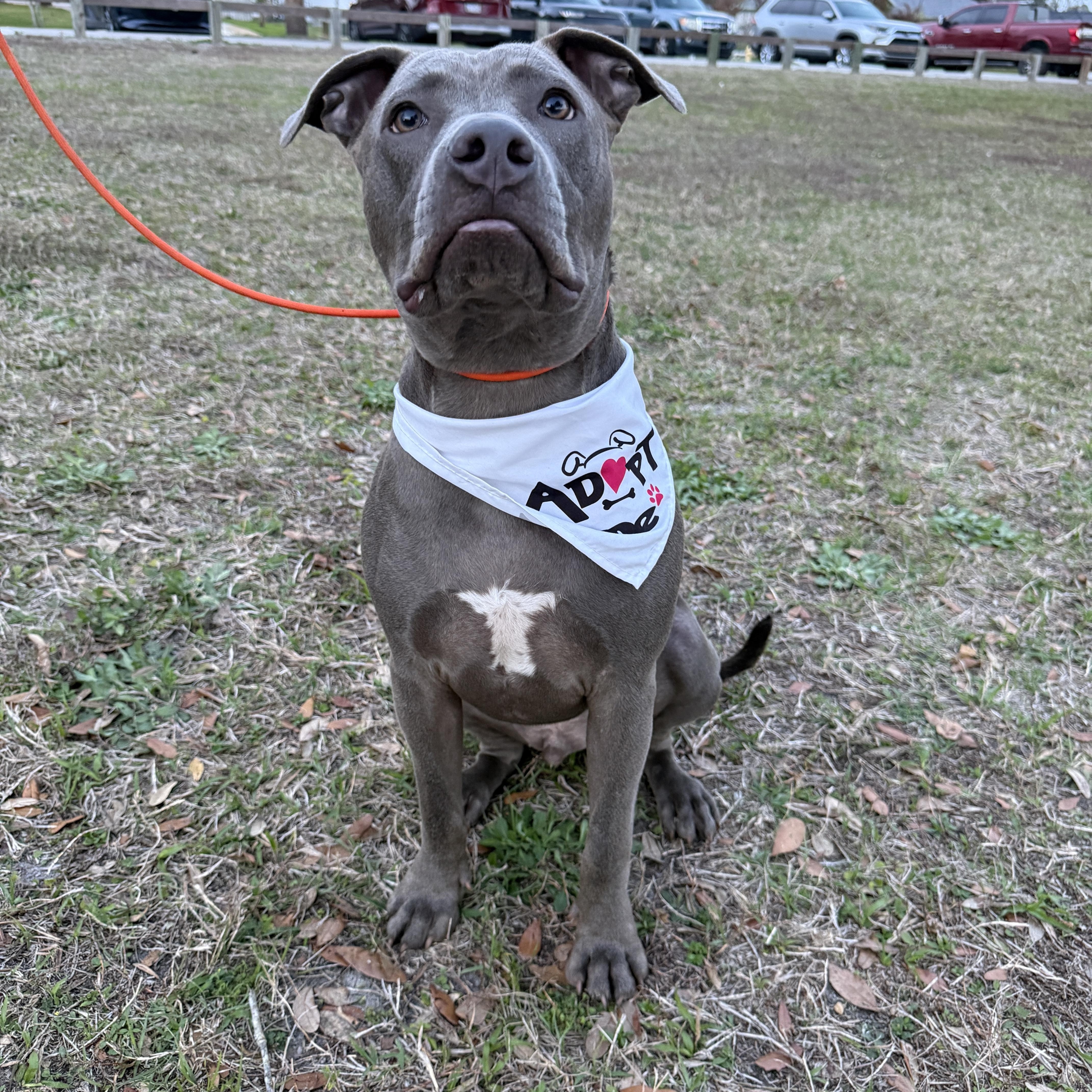 Enlarge Titan, an adopted Pit Bull Terrier in Palm Bay, FL image 6/6