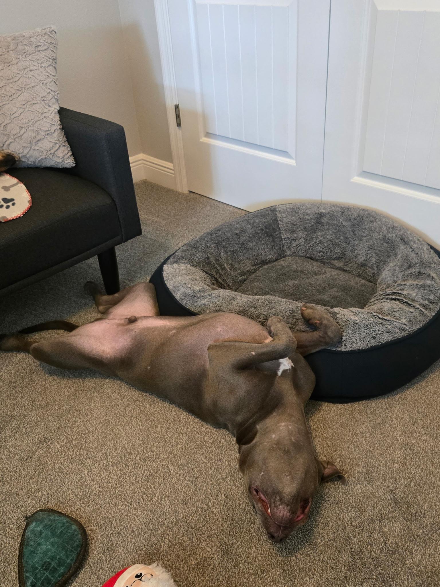 Enlarge Titan, an adopted Pit Bull Terrier in Palm Bay, FL image 4/6