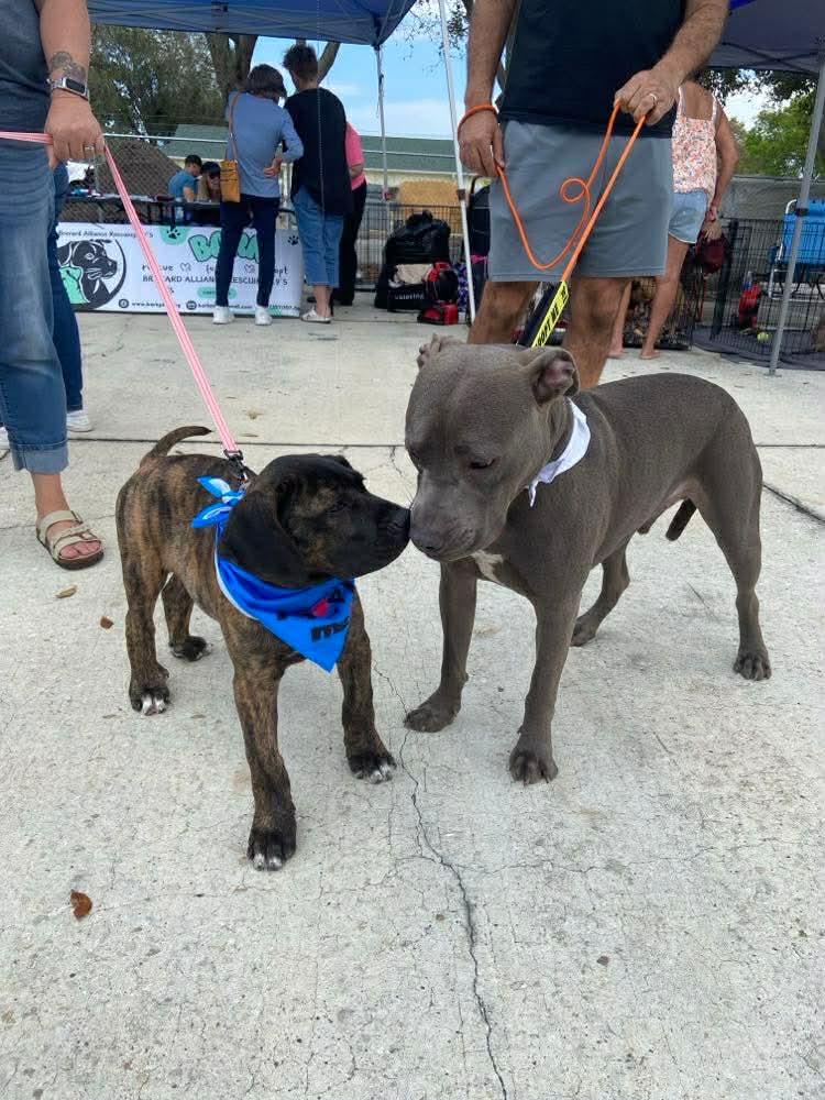 Enlarge Titan, an adopted Pit Bull Terrier in Palm Bay, FL image 2/6